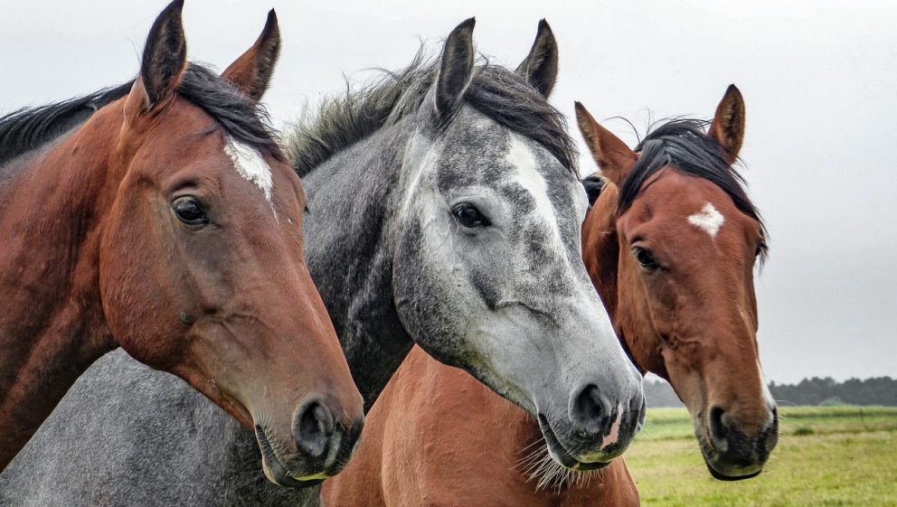 three horses standing together in a field