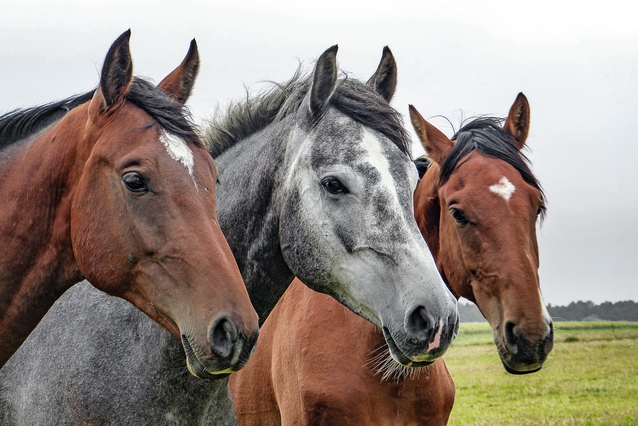 Equine studies