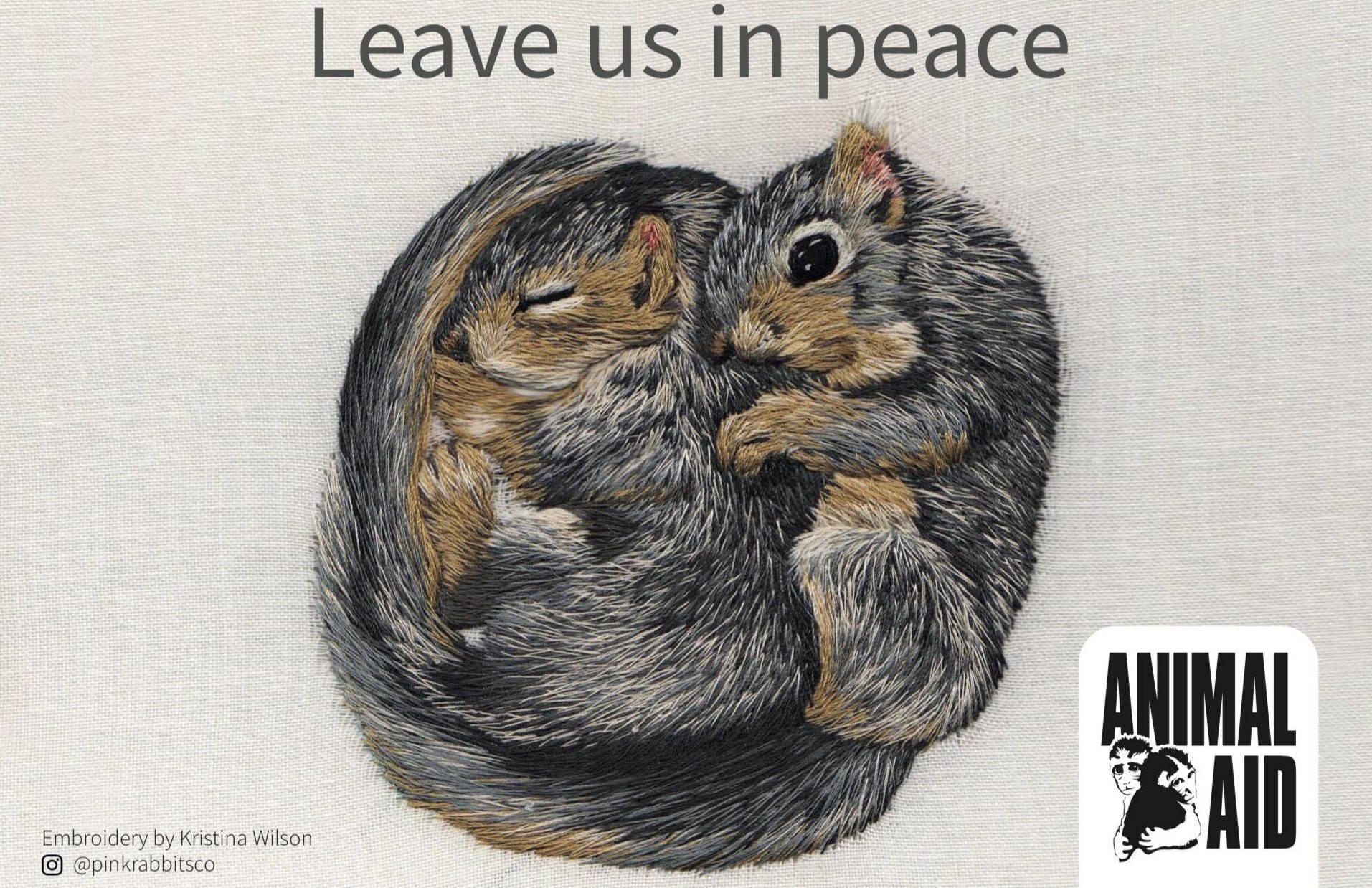grey squirrel postcard