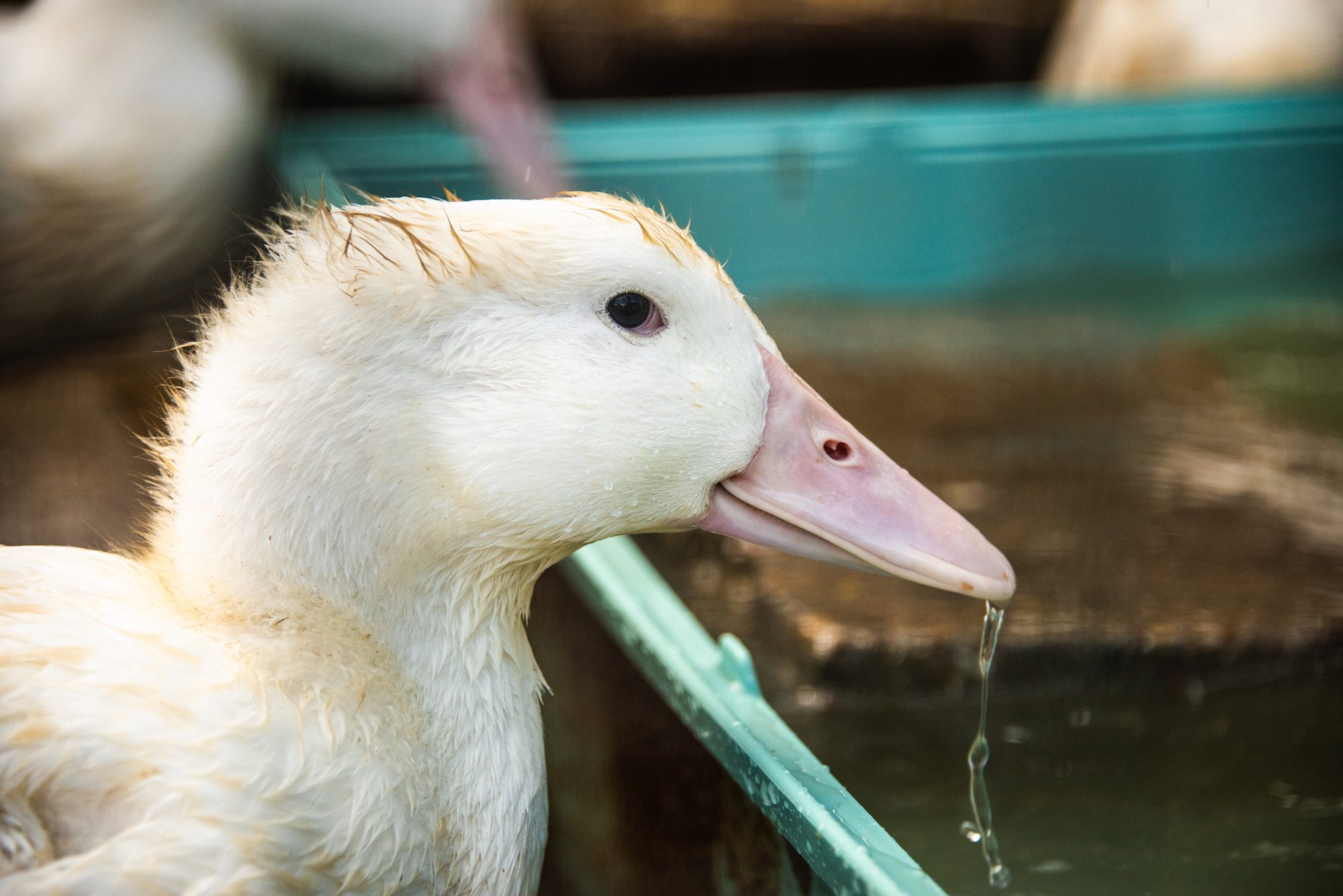 rescued duck at the Retreat