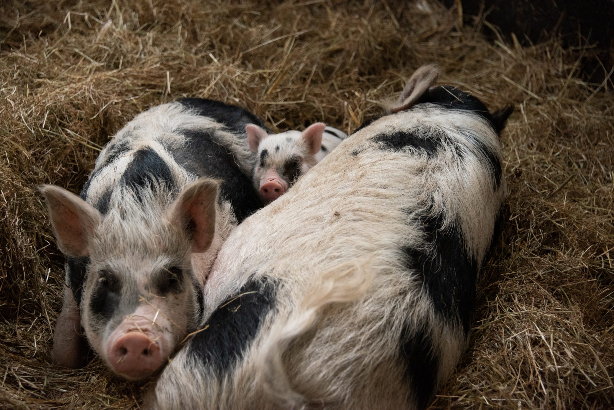 rescued pigs at the Retreat