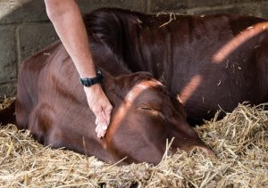 rescued cow at the Retreat