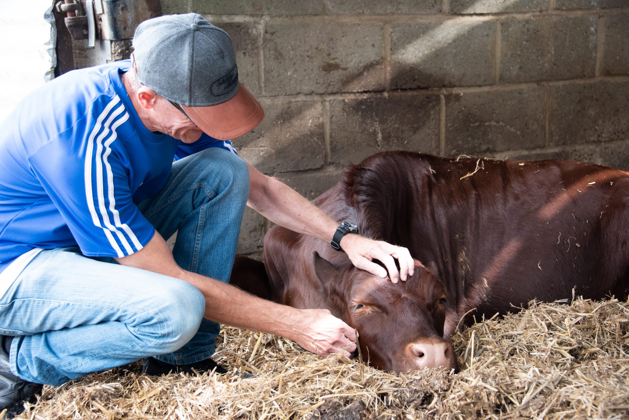 Summer Vegan Pledge participant with rescued cow at the Retreat