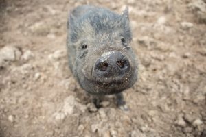 rescued pig at the Retreat