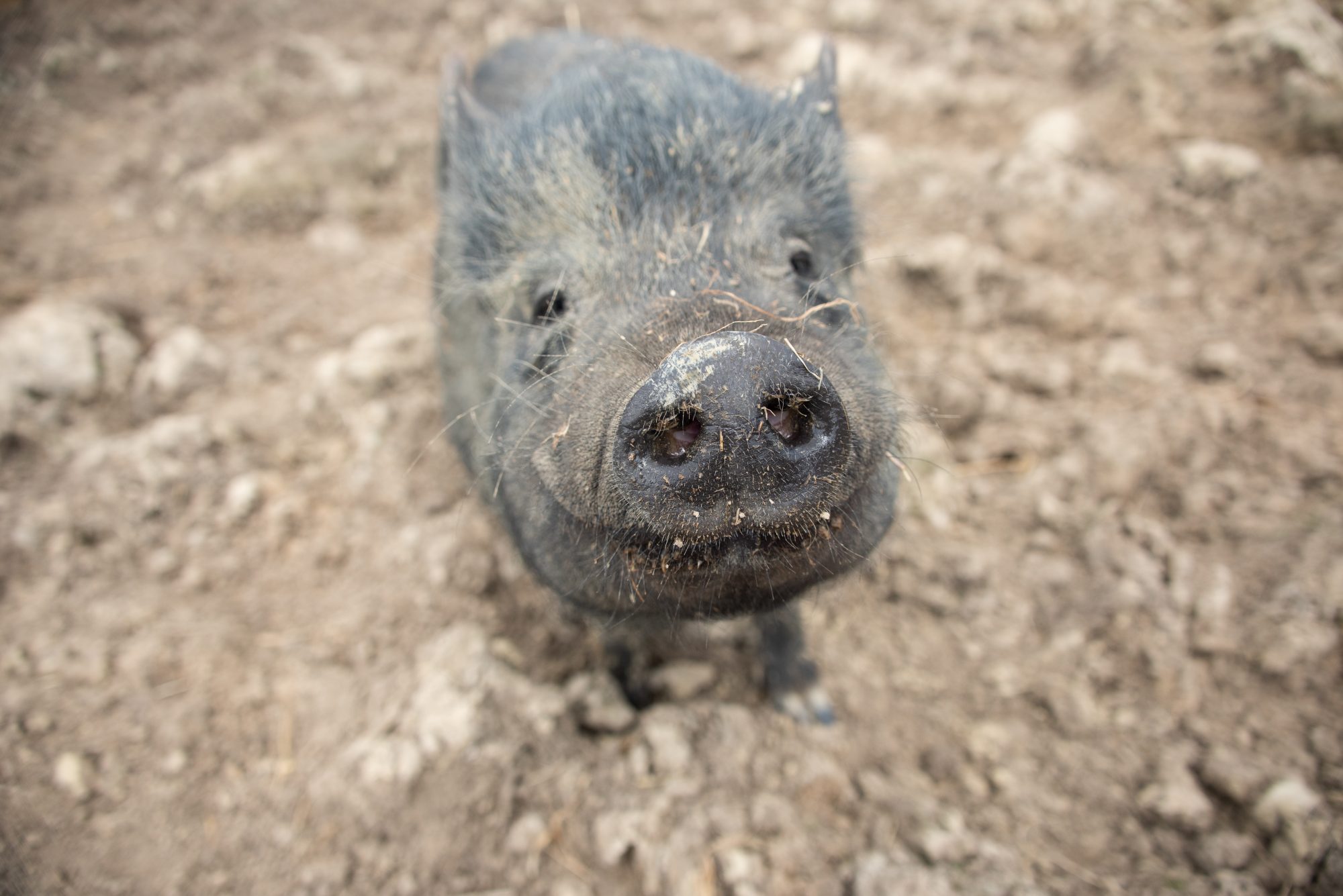 rescued pig at the Retreat