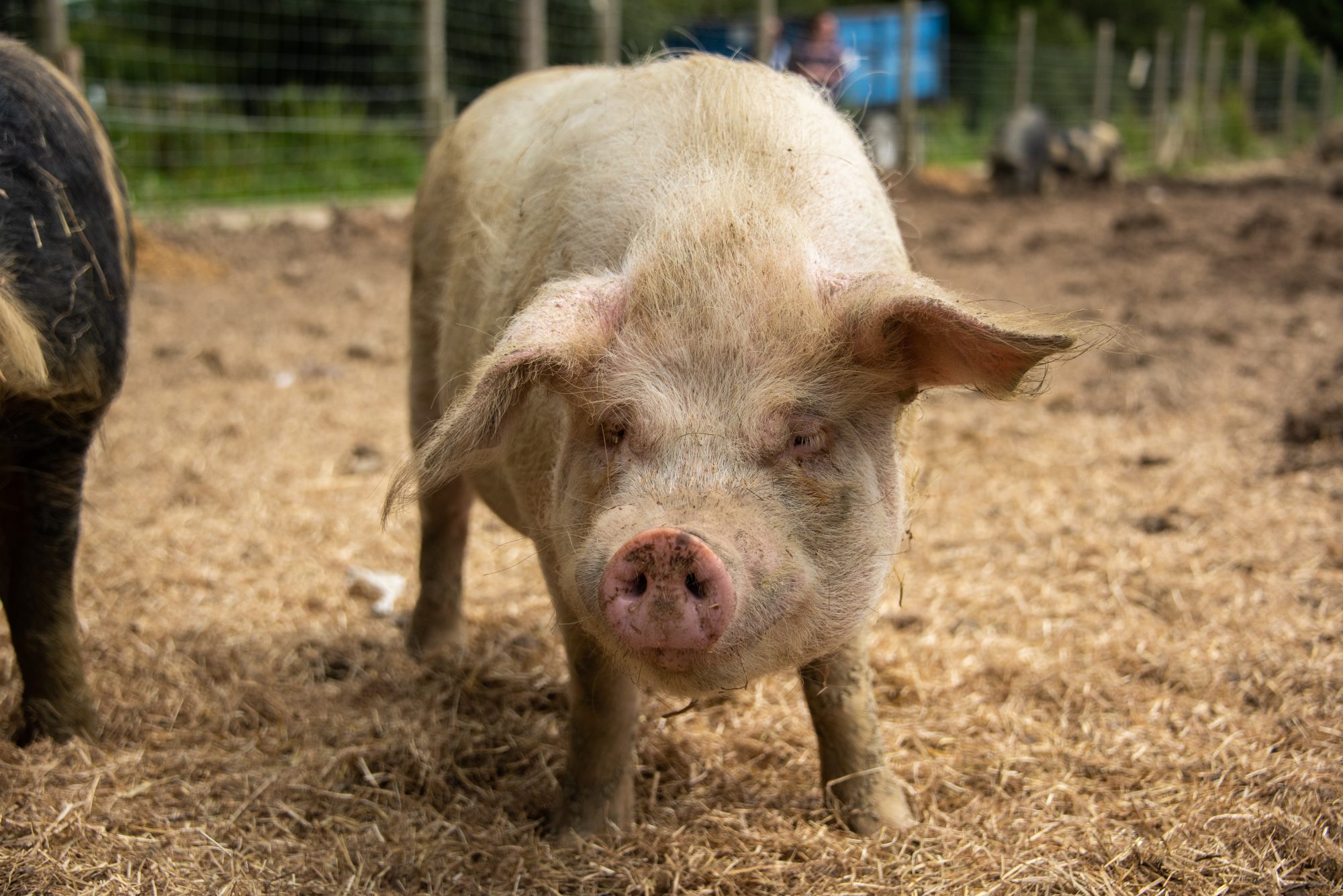 rescued pig at the Retreat