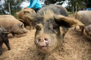 rescued pig at the Retreat