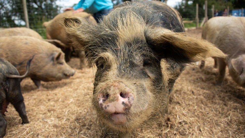 rescued pig at the Retreat