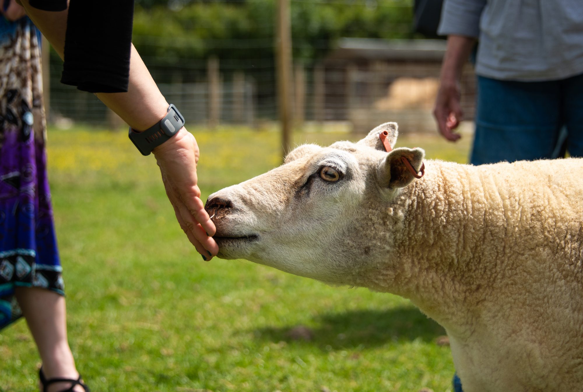 rescued sheep at the Retreat