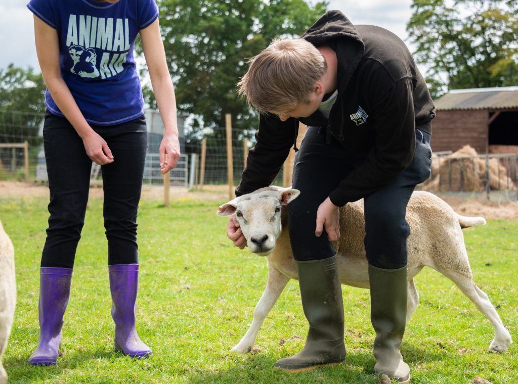 Tod with rescued sheep at the Retreat