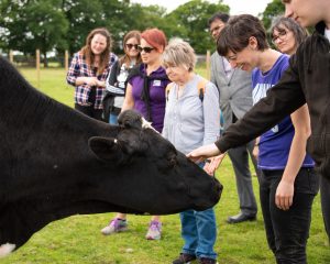 Summer Vegan Pledge participants with rescued cow at the Retreat