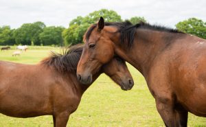 Two rescued horses at the Retreat Animal Sanctuary