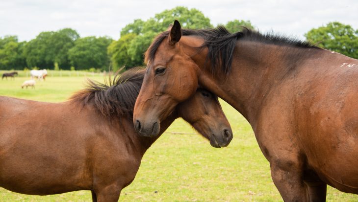 Two rescued horses at the Retreat Animal Sanctuary