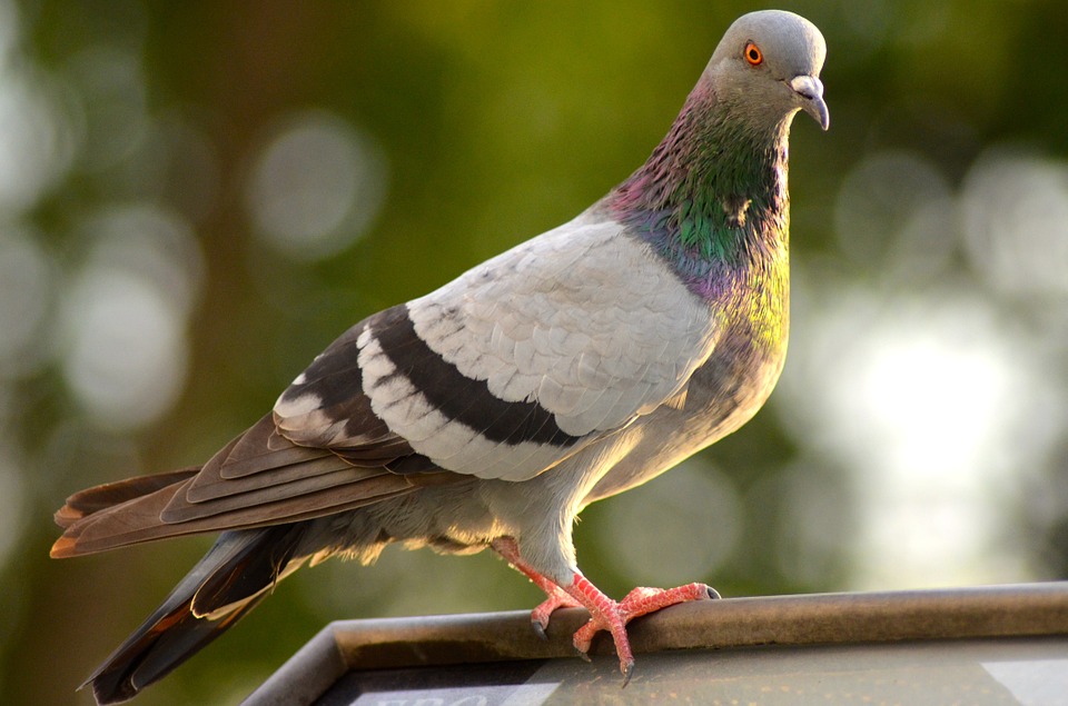 Pigeon