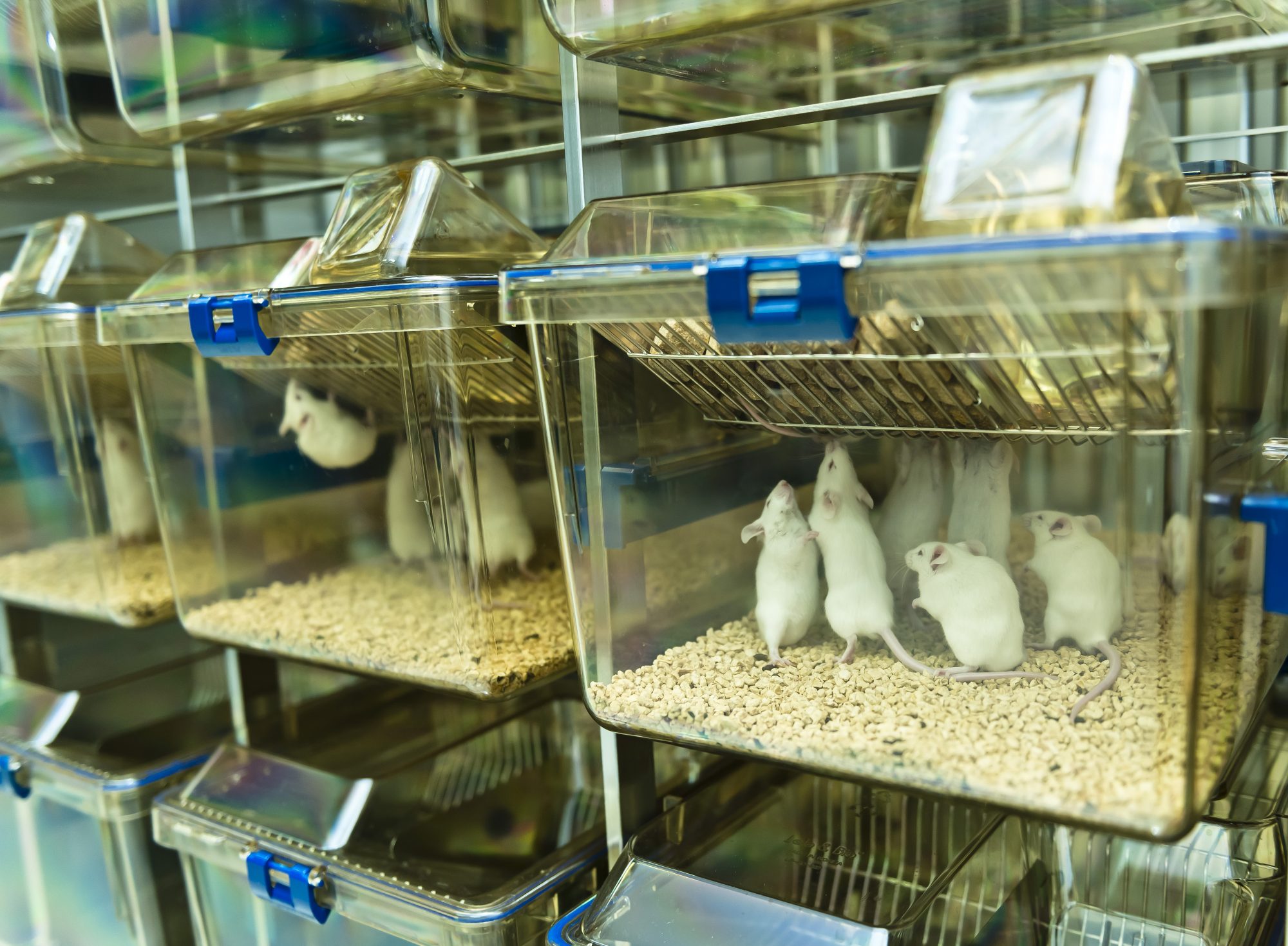 Experimental laboratory mice are raised in the IVC, individually ventilated cages system protecting from bacterial infection