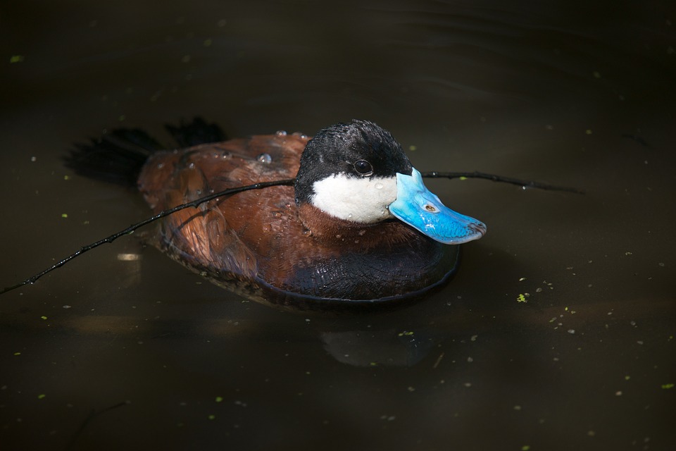 Ruddy Duck