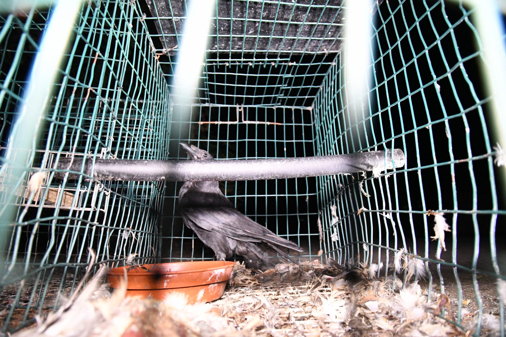 Magpie Flocked Decoy Larsen Trap Bird Decoying Shooting Fake Bird with Peg 