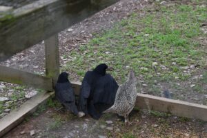 Chargot Estate investigation