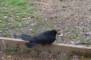 Chargot Estate investigation