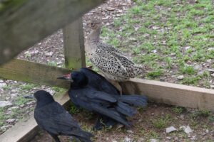 Chargot Estate investigation