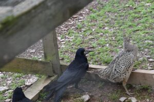 Chargot Estate investigation