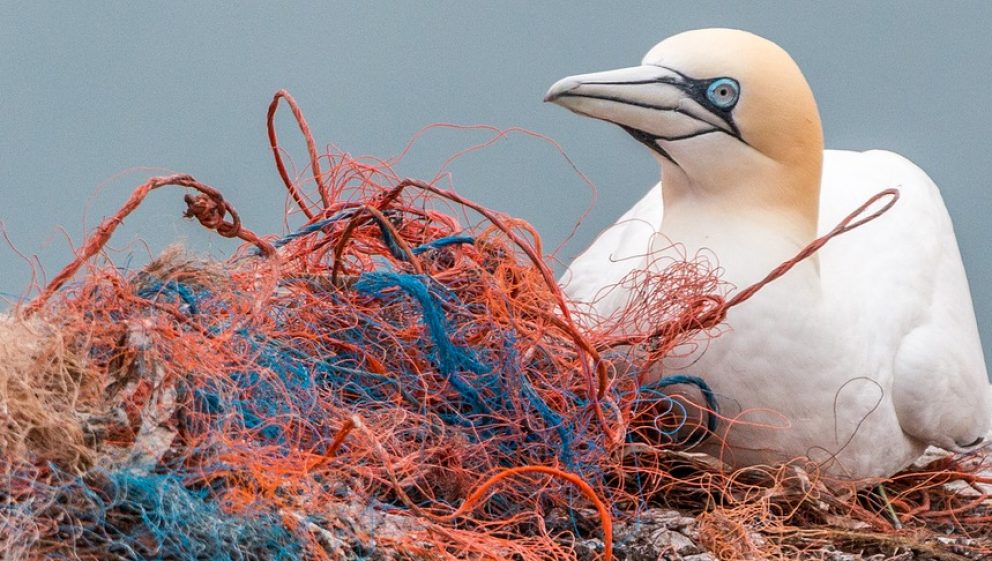 gannet sitting on discarded fishing nets