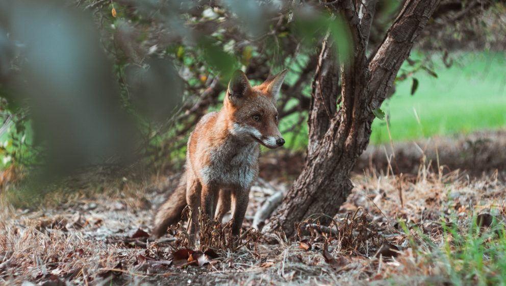 Wales announces ban on snares - Animal Aid