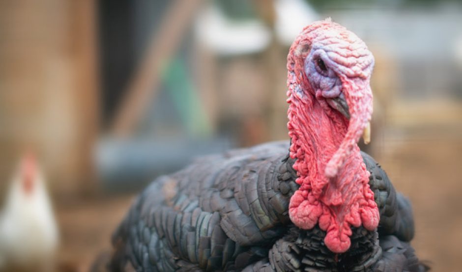 Turkey at Retreat Animal Rescue