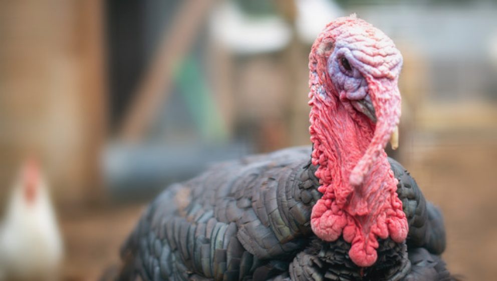 Turkey at Retreat Animal Rescue