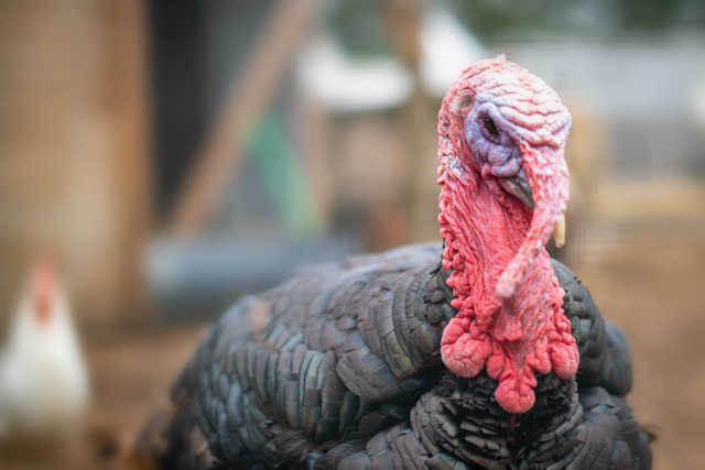 Turkey at Retreat Animal Rescue