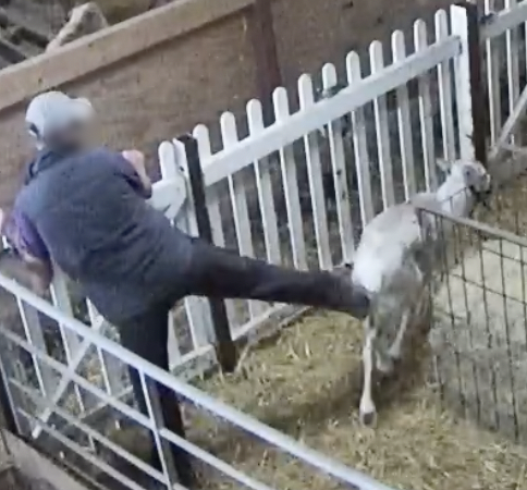 Worker kicking reindeer at Kent Reindeer Centre