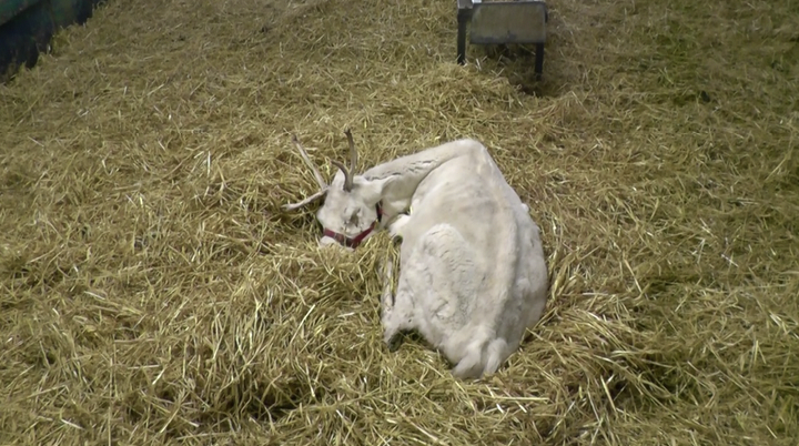 This reindeer has fluid coming from her eye