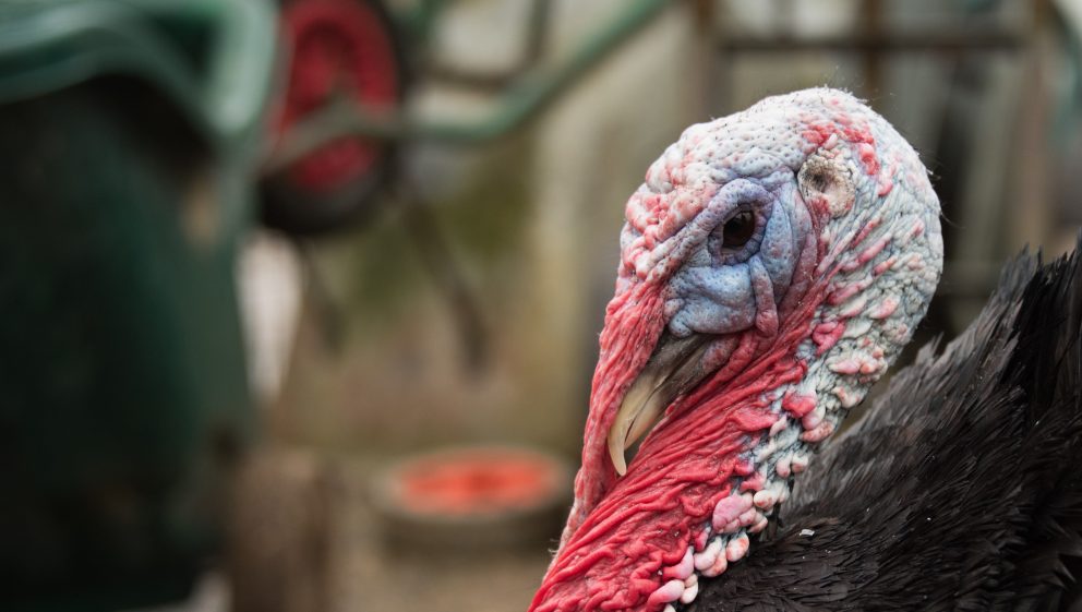 Bramble Bill, rescued turkey at the Retreat