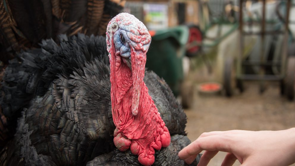 Bramble Bill, rescued turkey at the Retreat