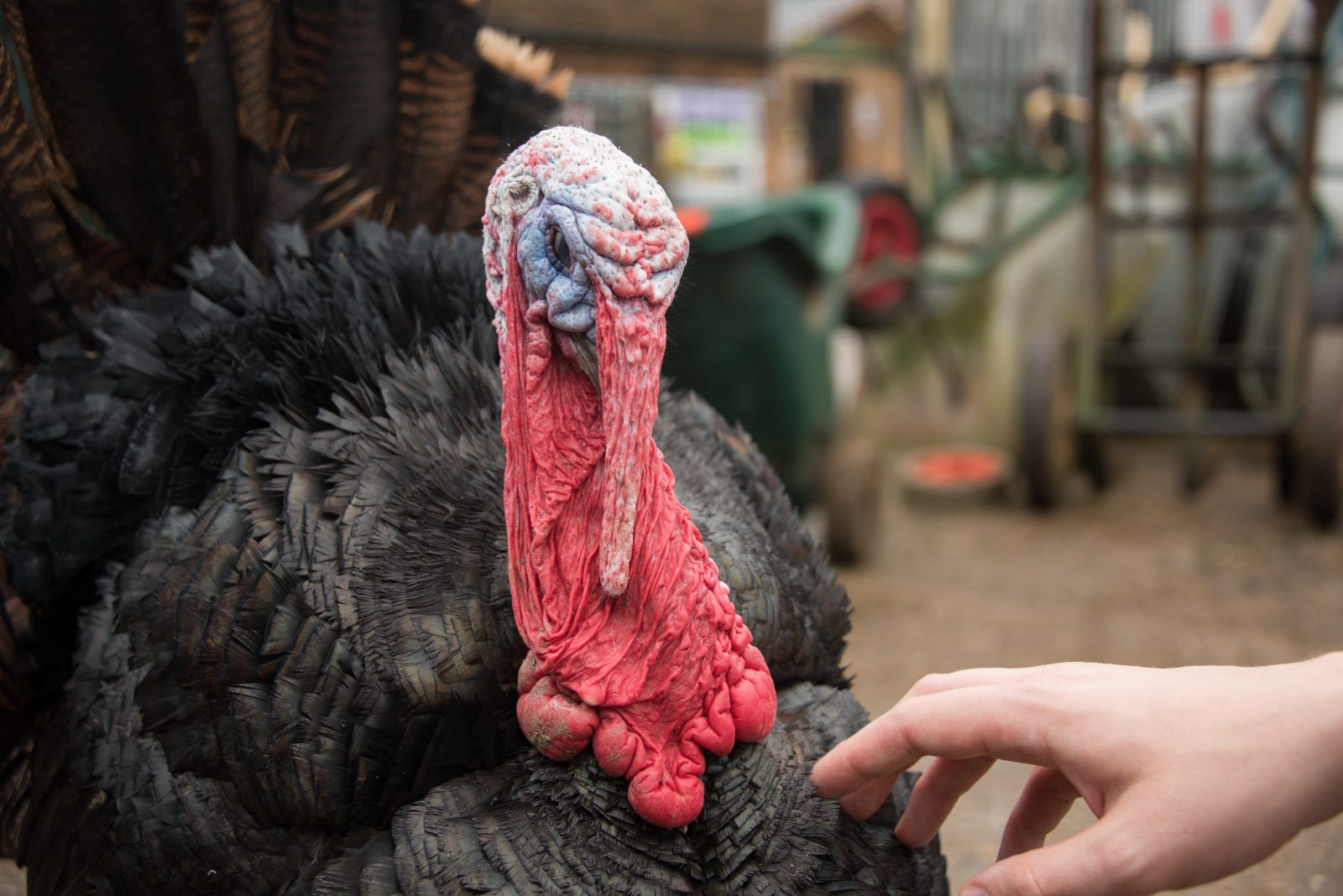 AA retreat interaction 1 e1551128103579 Have a compassionate Christmas! - Animal Aid