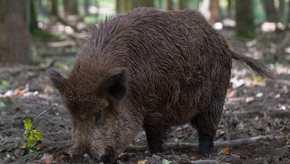 Situation for wild boar in the UK is becoming increasingly dire - Animal Aid