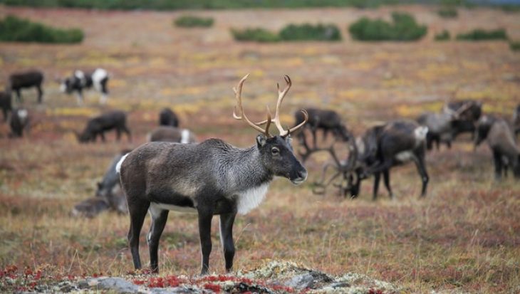 reindeer on the tundra