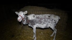 Reindeer with significant fur loss