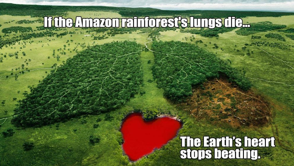 Brazil rainforest demo 2019