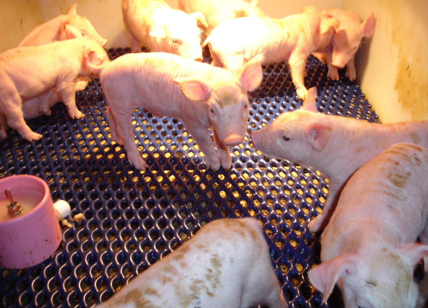 piglets at FJ Bosworth & Sons, Essex