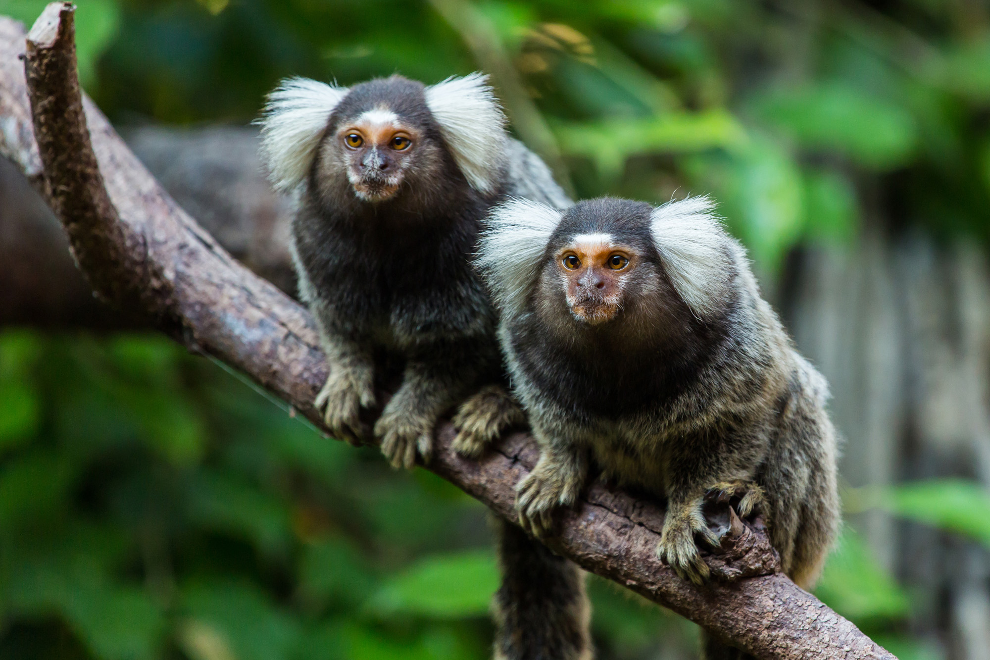 pair of marmosets sitting on a branch