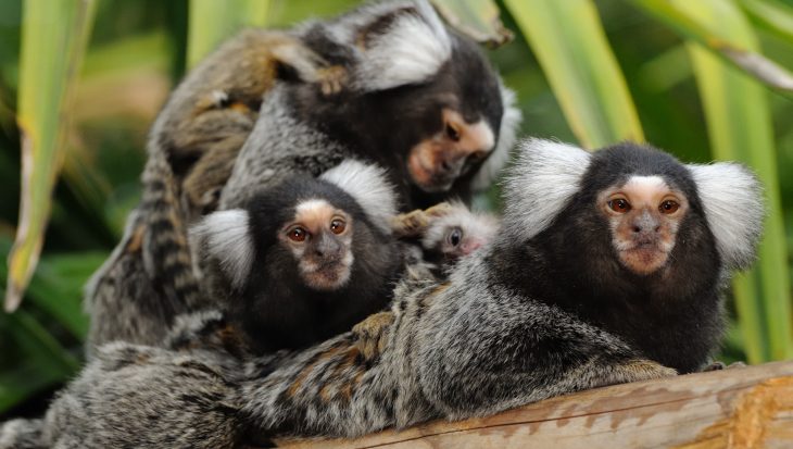 marmoset family