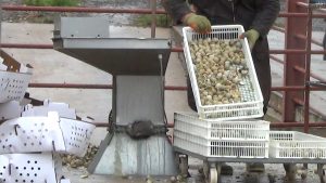 Bettws Hall eggs and a chick about to be tipped into macerator