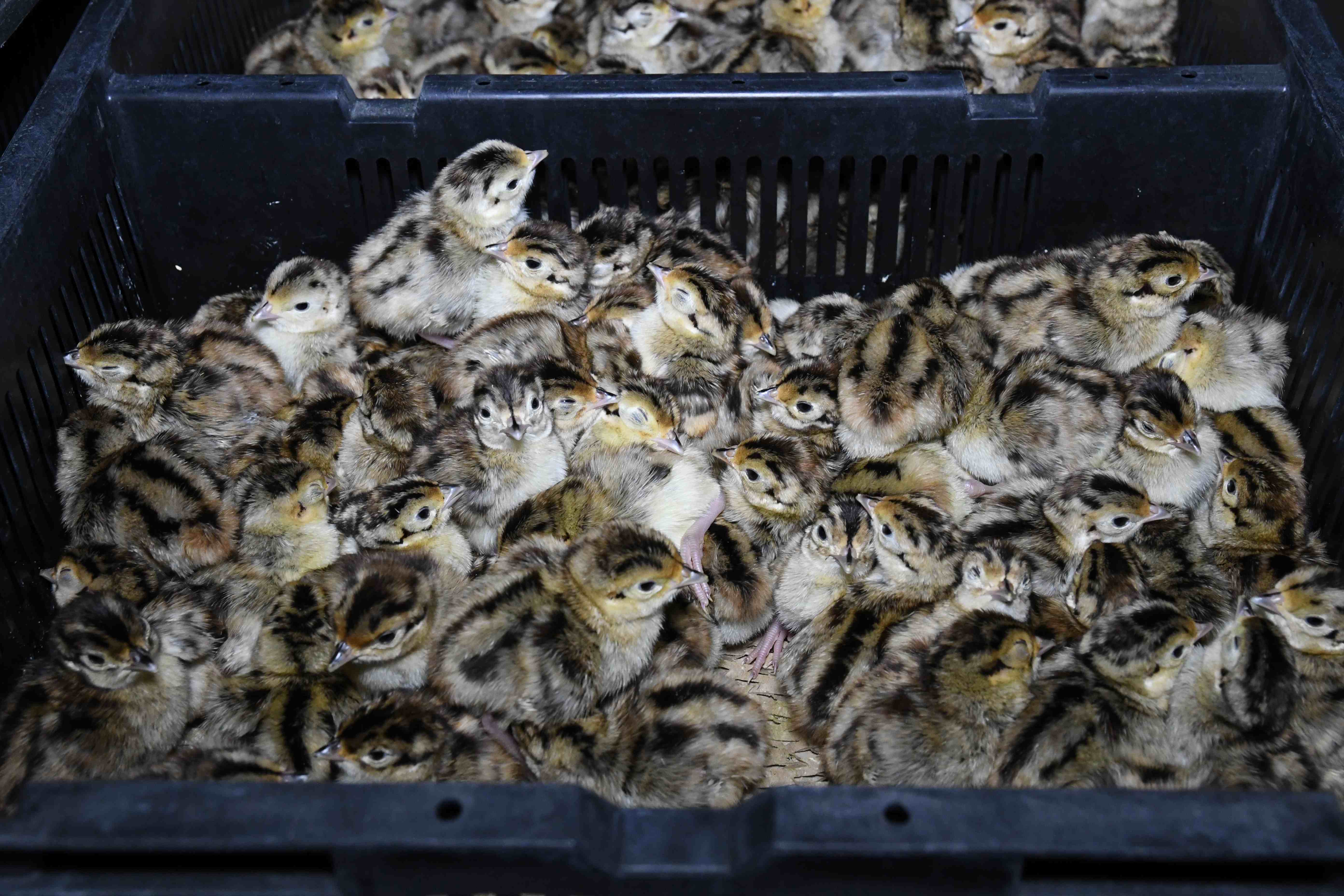 Heart of England chicks in crate