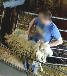 Farmers Fresh: worker throwing sheep by her fleece