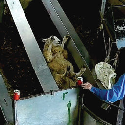 Farmers Fresh: sheep on conveyor belt on her back