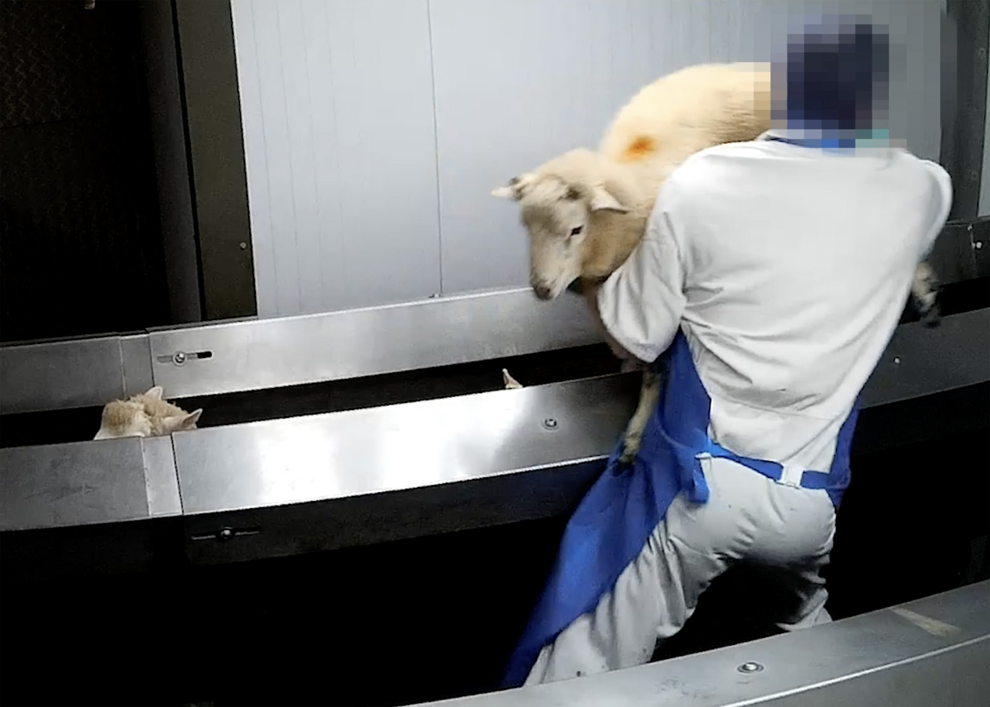 slaughterhouse worker tosses sheep onto conveyor belt