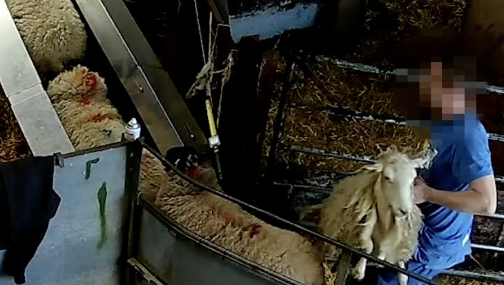 slaughterhouse worker roughly handles sheep