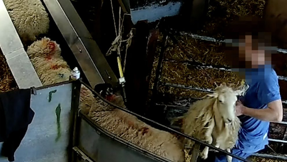 slaughterhouse worker roughly handles sheep