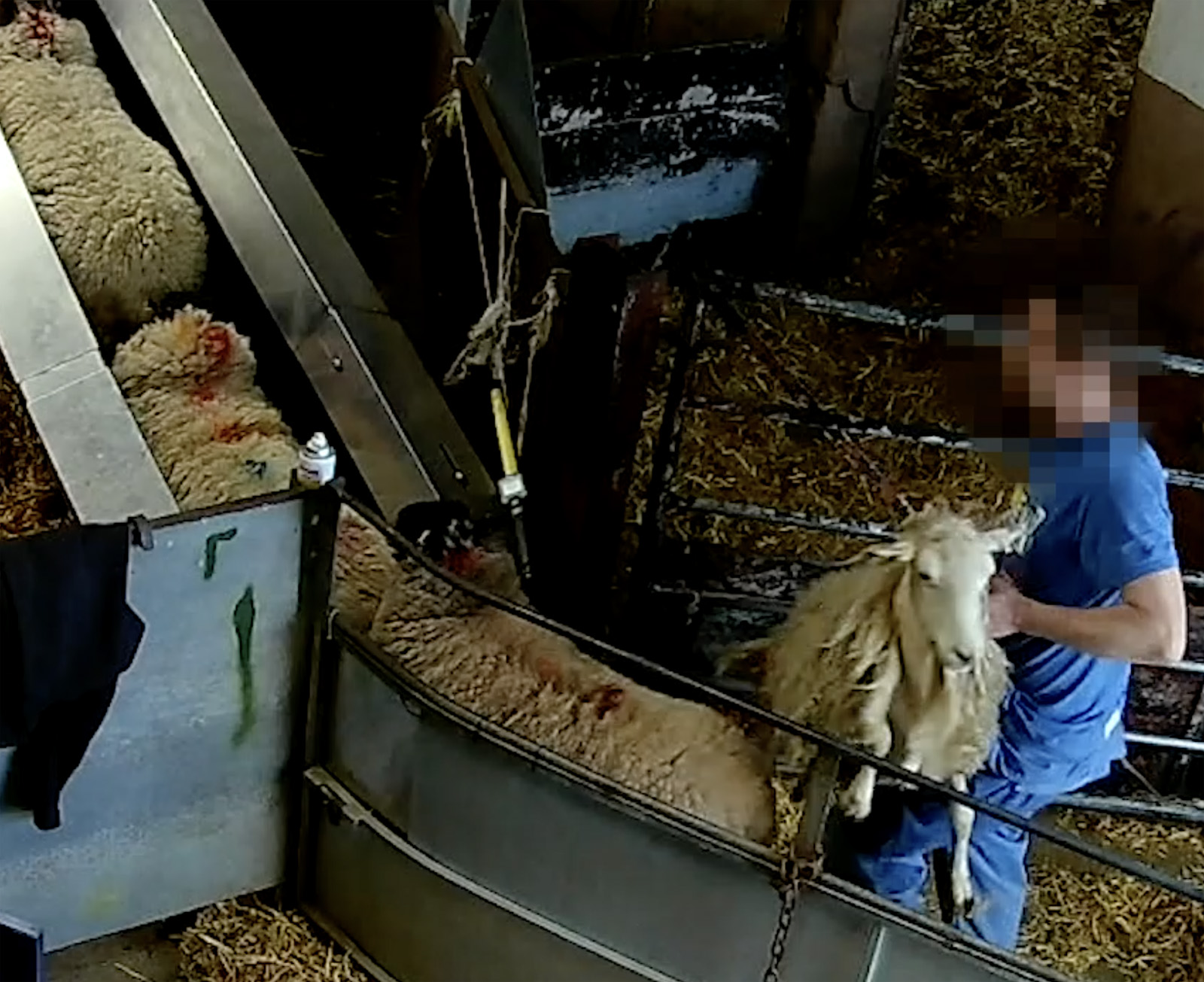slaughterhouse worker roughly handles sheep